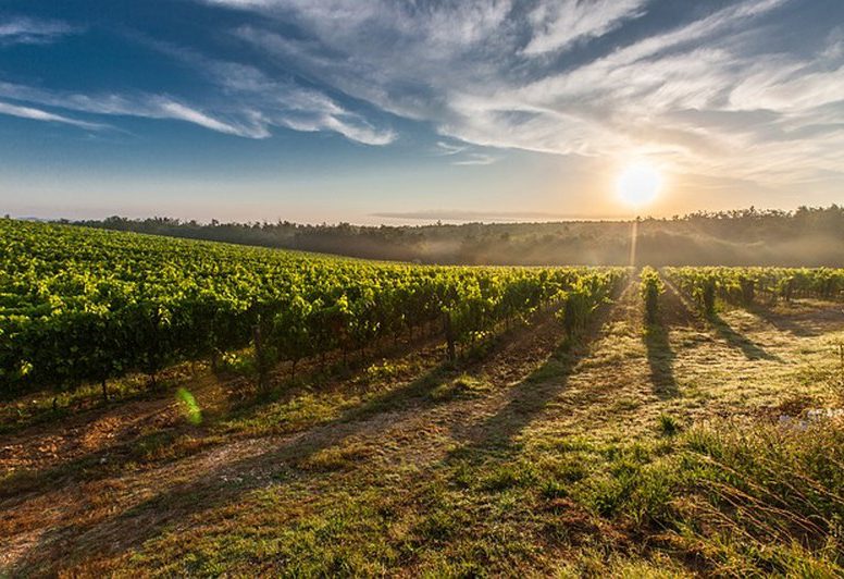 falanghina_800x532